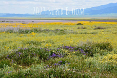 2023bloom